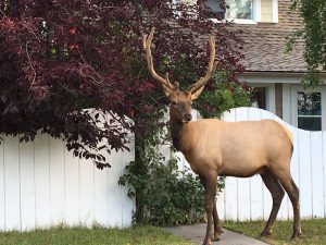 alberta-jasper-town-male-elk-munching-along-the-street-1-salloum