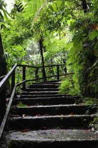 emerald-pool-dominica-2