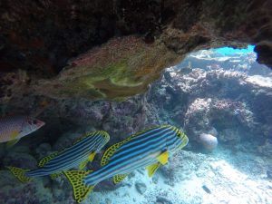 baros-island-maldives-marine-life-21