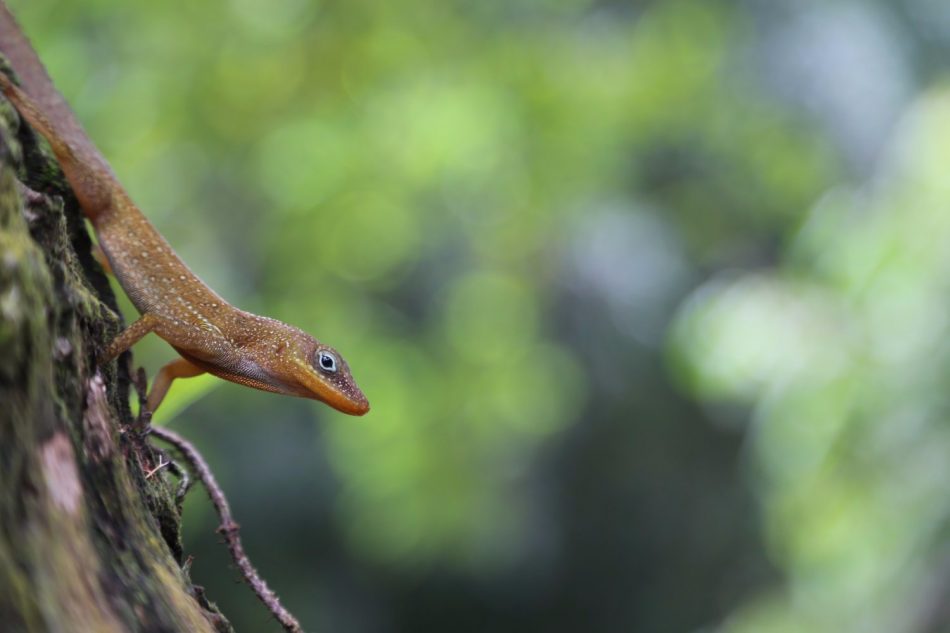 dominica-nature-island-13