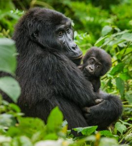 gorilla-uganda