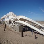 Fin Whale Skeleton Puerto Penasco Mexico