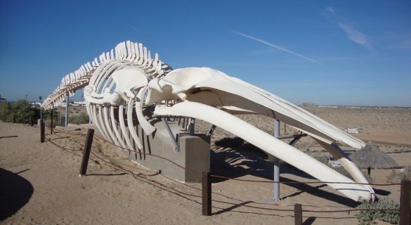 Fin Whale Skeleton Puerto Penasco Mexico