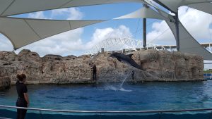 Dolphin Bay Acrobat - Corpus Christi, Texas