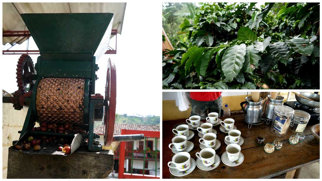 Following the coffee making process from bean to cup at Valle de Cocoro, the coffee triangle, near Salento. One of the most famous coffee production areas in the world.