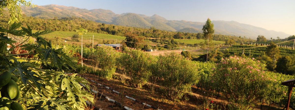 Wine Tasting in Myanmar