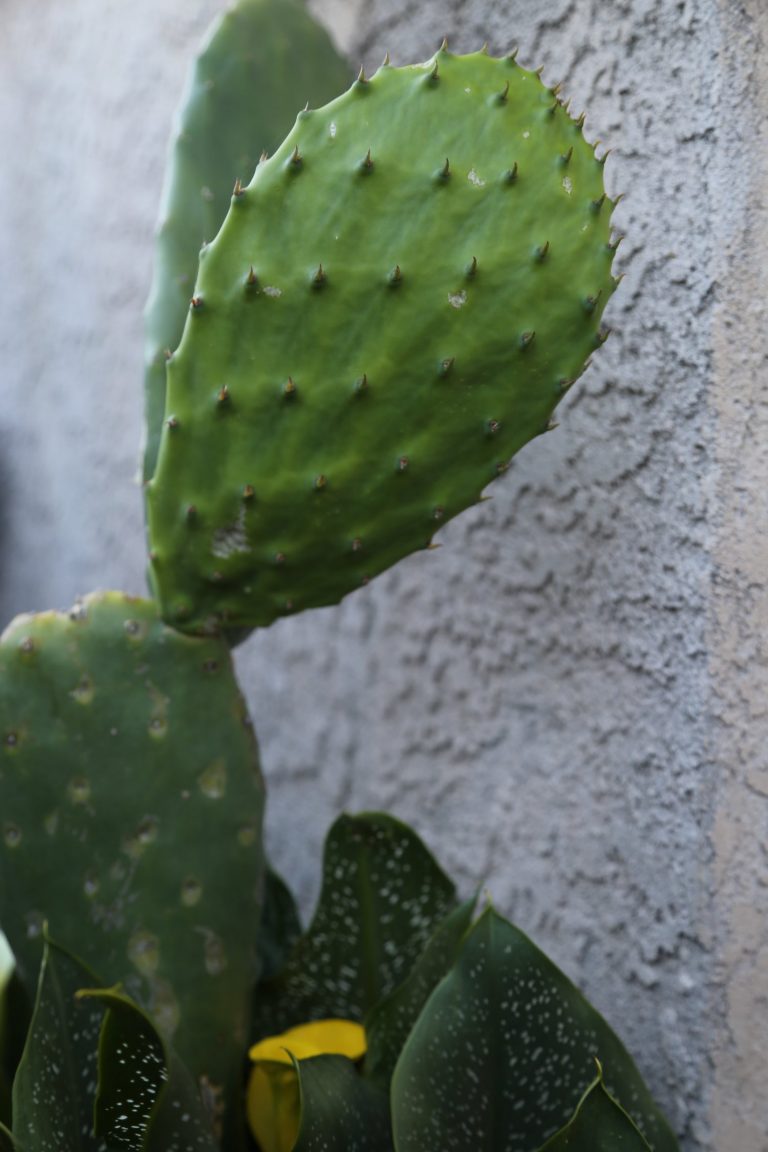 Seventh Annual Prickly Pear Festival Celebrates the Edible Desert