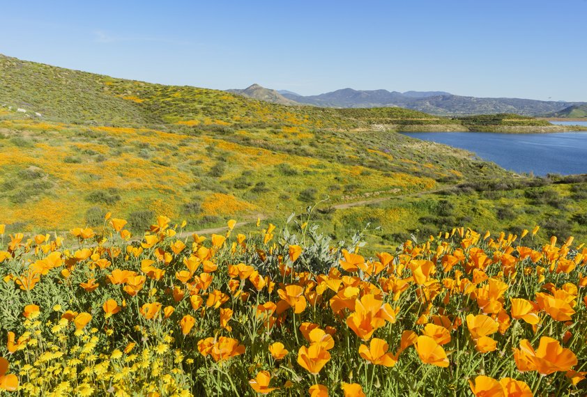Biggest Super Bloom in Over a Decade Expected at Diamond Valley