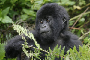 gorilla trekking travel guide