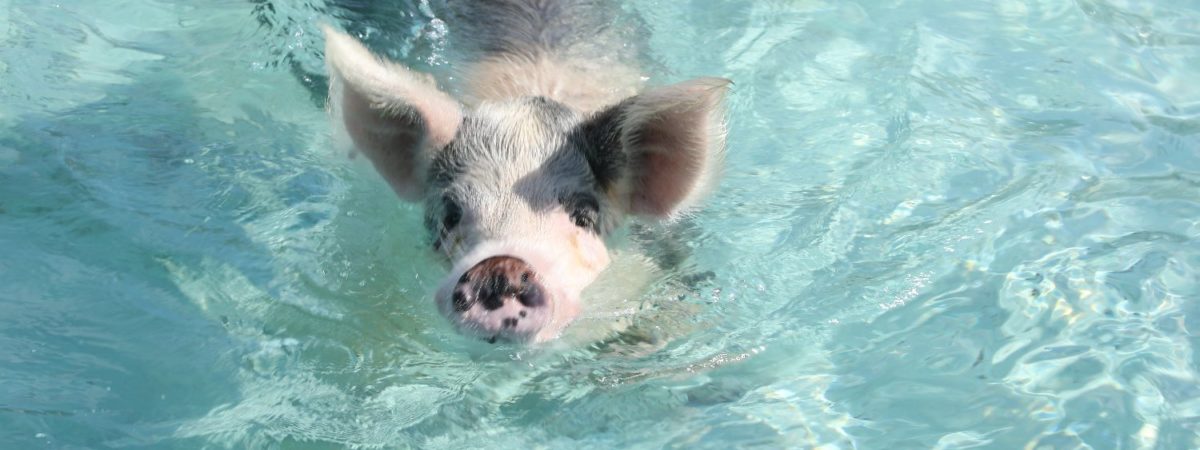 A Most Memorable Experience: Swimming with Pigs in the Bahamas