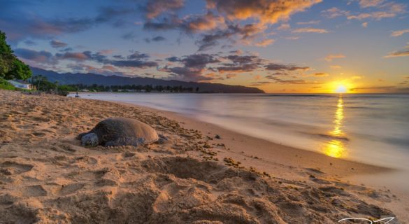 Turtle resting at Haleiwa Alii Beach