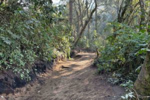 The greeny terrain of the Acatenango Volcano Hike