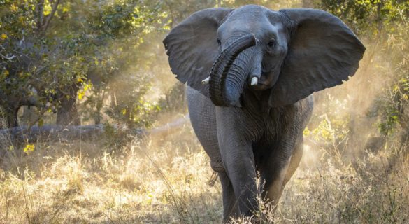 Hwange National Park