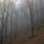 acquerino beeches forest