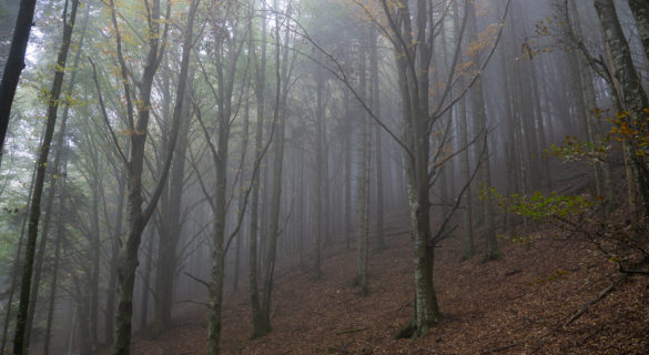 acquerino beeches forest