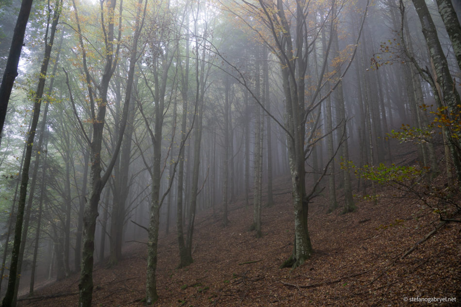 acquerino beeches forest