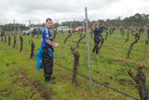 wrapping grape vines